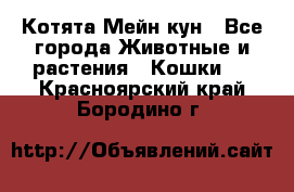 Котята Мейн кун - Все города Животные и растения » Кошки   . Красноярский край,Бородино г.